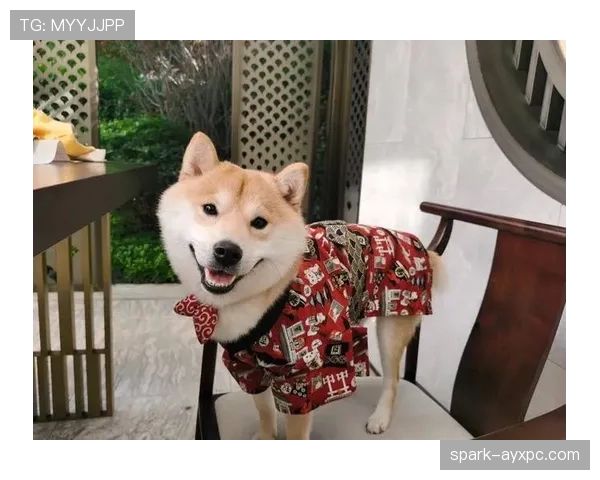 大阪刚买下比她家还大的狗屋,给两只柴犬开派对